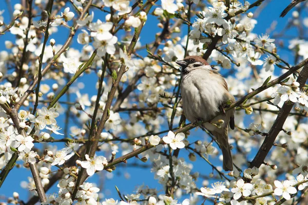 Sparrow Branch Cherry Plum Tree Closeup Photo Bird Spring — Stock Photo, Image