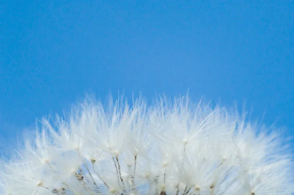 White Dandelion Fluff Macro Background Blue Sky Wallpaper Flower Closeup — Stock Photo, Image