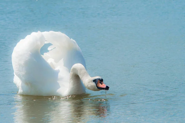Cigno Bianco Nuota Vicino Nel Lago Carta Parati Cartolina — Foto Stock