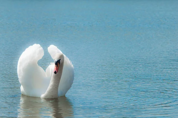 Cigno Bianco Nuota Vicino Nel Lago Carta Parati Cartolina — Foto Stock