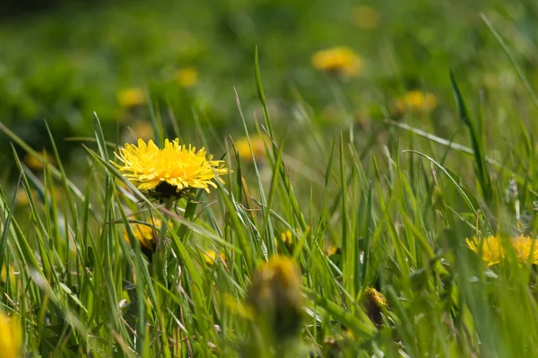 Żółte Dmuchawce Zbliżenie Zielonej Trawie Wiosenne Zdjęcie Natury Pole Mniszków — Zdjęcie stockowe