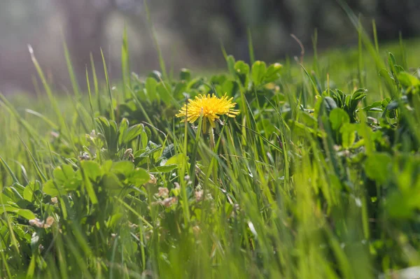 黄色的蒲公英在绿草中紧密相连 大自然的春光 蒲公英领域 — 图库照片