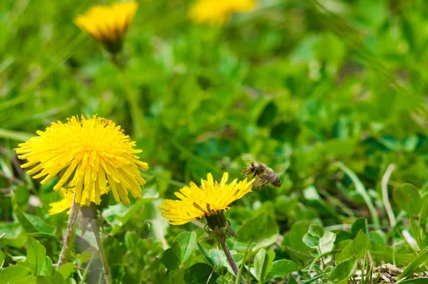 Gelber Löwenzahn Nahaufnahme Auf Grünem Gras Bienen Fliegen Der Nähe — Stockfoto