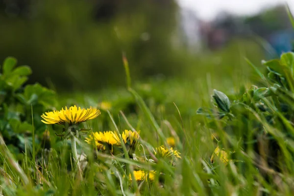 Denti Leone Gialli Primo Piano Erba Verde Primavera Foto Della — Foto Stock