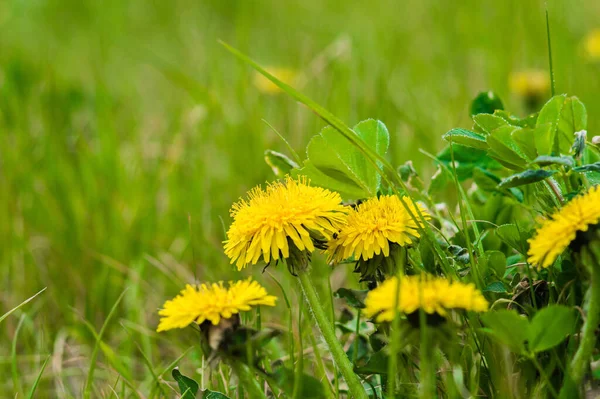 Gelber Löwenzahn Nahaufnahme Auf Grünem Gras Frühlingsfoto Der Natur Löwenzahnfeld — Stockfoto