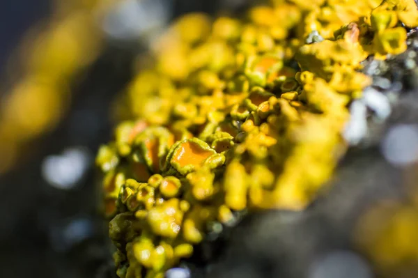 Yellow Lichen Macro Bokeh Concept Macro World — Stock Photo, Image