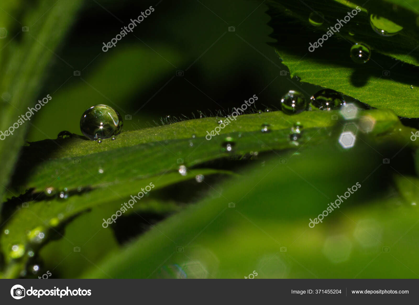 雨の後 緑の葉の上に水の滴 背景のぼやけた反射による水の落下 天然春壁紙 ストック写真 C Eugene B Sov 雨の後 緑の葉の上に水の滴 背景のぼやけた反射による水の落下 天然春壁紙 ストック写真 C Eugene B Sov