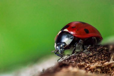 Makroda siyah gözlü uğur böceği. Böcek ve böceklerin süper makro fotoğrafı. Yeşil yaprakta uğur böceği.
