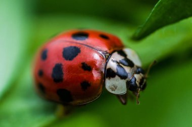 Makroda siyah gözlü uğur böceği. Böcek ve böceklerin süper makro fotoğrafı. Yeşil bulanık arkaplanda uğur böceği