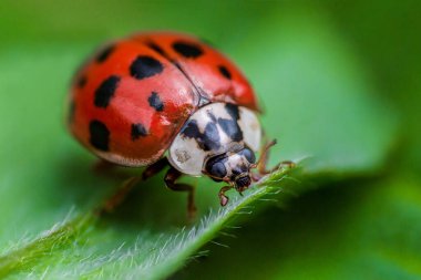 Makroda siyah gözlü uğur böceği. Böcek ve böceklerin süper makro fotoğrafı. Yeşil yaprakta uğur böceği.