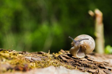 Güneşin altındaki ağaç dalında küçük bir salyangoz