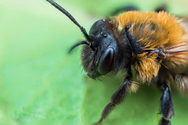 Toprak arısının süper makrosu. Siyah kafalı tüylü arı. Büyük makro gözler. Makro dünya kavramı