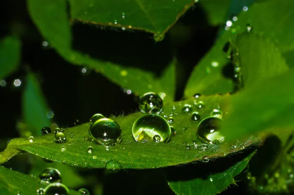 Σταγόνες Νερού Στο Πράσινο Φύλλο Μετά Βροχή Σταγόνες Νερού Αντανάκλαση — Φωτογραφία Αρχείου