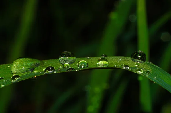 Droppar Vatten Det Gröna Lövet Efter Regn Droppar Vatten Med — Stockfoto