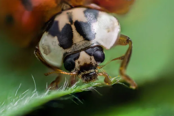 Visage Coccinelle Aux Yeux Noirs Macro Super Macro Photo Des — Photo