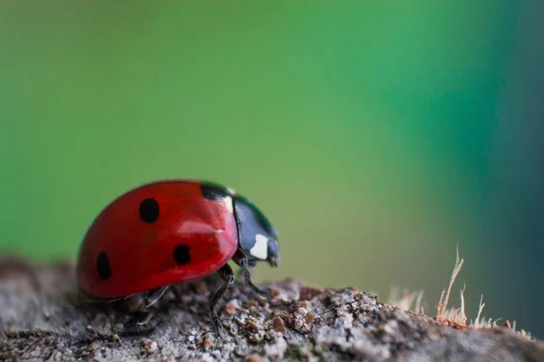 Ladybug with black eyes in macro. Super macro photo of insects and bugs. Ladybug on blurred background