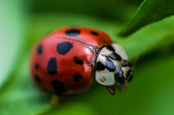 Ladybug with black eyes in macro. Super macro photo of insects and bugs. Ladybug on green blurred background