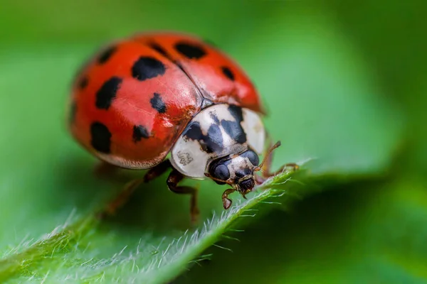 マクロの黒い目をしたLadybug 昆虫や虫のスーパーマクロ写真 緑の葉のてんとう虫 — ストック写真