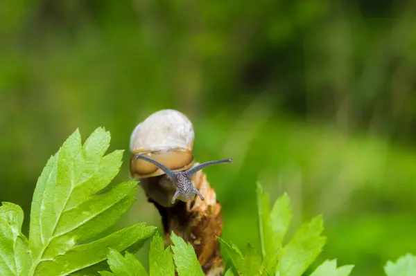 Liten Snigel Solen Snigel Bruna Färger Grön Suddig Bakgrund Begreppet — Stockfoto