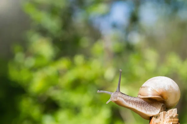 Kleine Schnecke Der Sonne Schnecke Braunen Farben Auf Grün Verschwommenem — Stockfoto