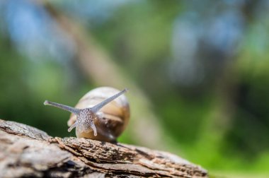 Güneşin altındaki ağaç dalında küçük bir salyangoz. Yeşil arka planda kahverengi renkli salyangoz. Güneşli bahar ve yazın konsept fotoğrafı.