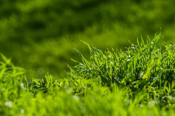 Fundo Abstrato Grama Verde Com Bokeh Conceito Fundo Mola — Fotografia de Stock