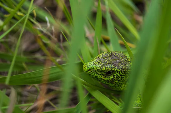 Face of green lizard with eye in macro. Lizard in the wild closeup. Concept of macro world