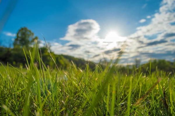 Grama Verde Closeup Fundo Paisagem Turva Paisagem Com Árvores Céu — Fotografia de Stock