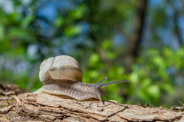 Egy Kis Csiga Egy Faágon Nap Alatt Csiga Barna Színekben — Stock Fotó