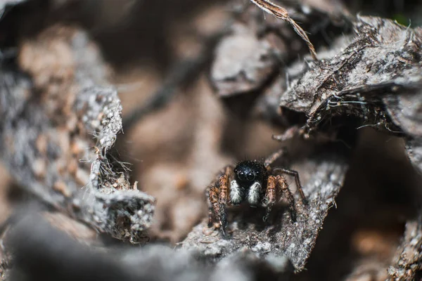 Spider Jumper Spider Steed Macro Araignée Moelleuse Noire Avec Des — Photo