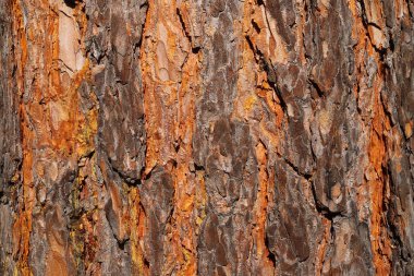 Ağaçların kabuğu yakın. 