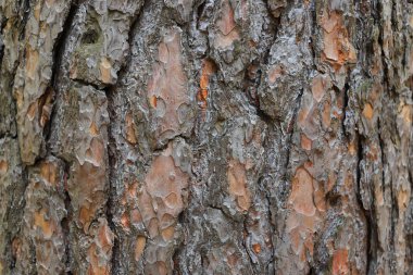 Ağaçların kabuğu yakın. 