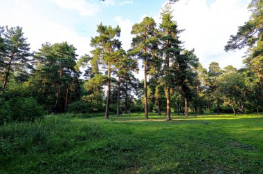 Ormanda güzel ağaçlar, ormanda sakin günbatımı ormanda.