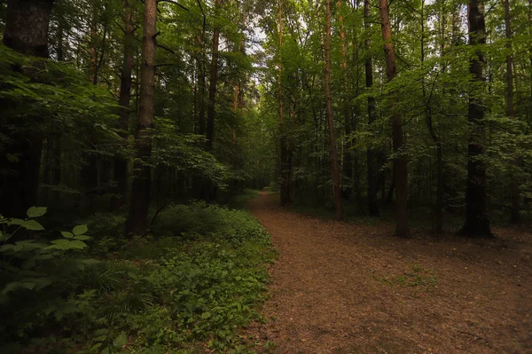 Skog Med Vakre Trær Rolig Skogen Solnedgang Skogen – stockfoto