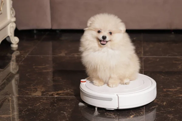 robot vacuum cleaner on the floor in the house and a puppy of spitz sits on it