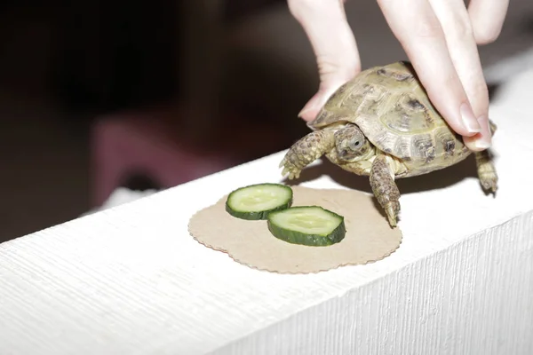 餌をやりながら家でペットカメを ストック写真