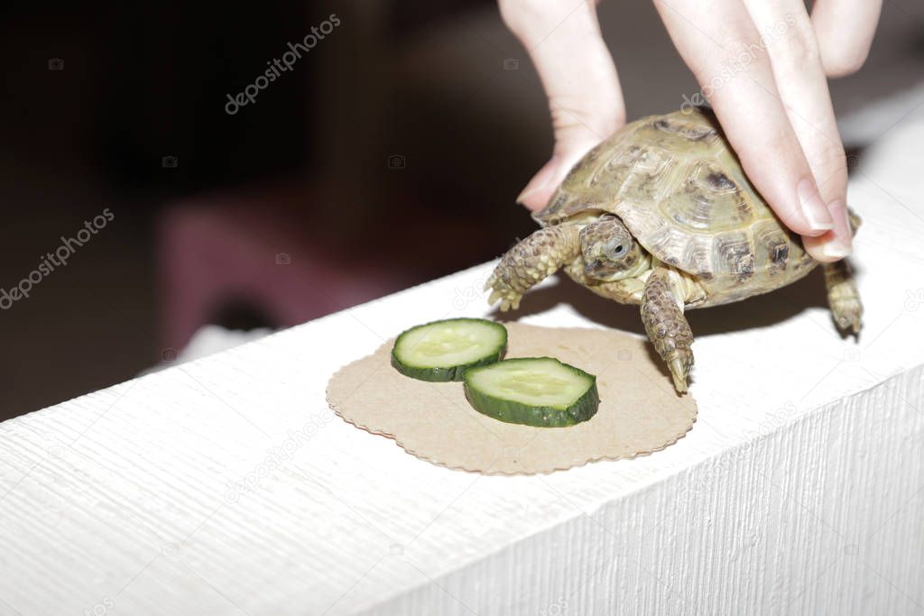 pets turtle at home while feed