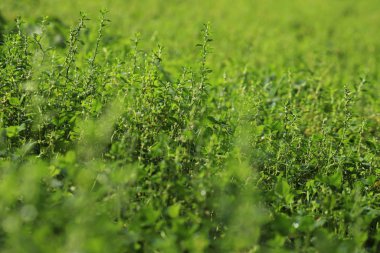 Güneşli bir günde, yaz sabahında çiğ taneleriyle yeşil çimenler