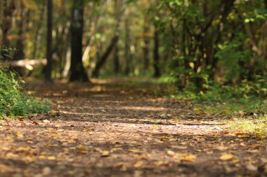 Yaz mevsiminde sabah güneşiyle ormanda patika.