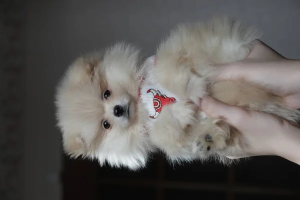 Cãozinho Pomerânia Nas Mãos Homem — Fotografia de Stock