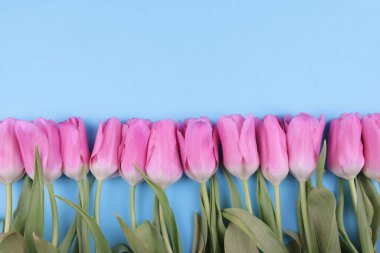 Gökyüzündeki pembe laleler mavi arkaplan