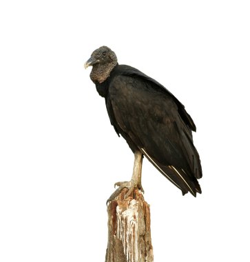 Black vulture, Coragyps atratus clipart