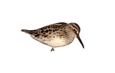 Geniş gagalı sandpiper, Limicola falcinellus