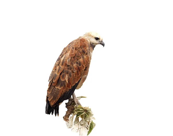 Zwart-collared hawk, busarellus nigricollis — Stockfoto