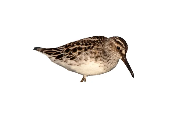 Sandpiper de bico largo, Limicola falcinellus — Fotografia de Stock