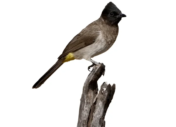Common or Black-eyed bulbul, Pycnonotus barbatus — Stock Photo, Image