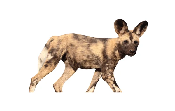 Perro africano de caza, Lycaon pictus — Foto de Stock