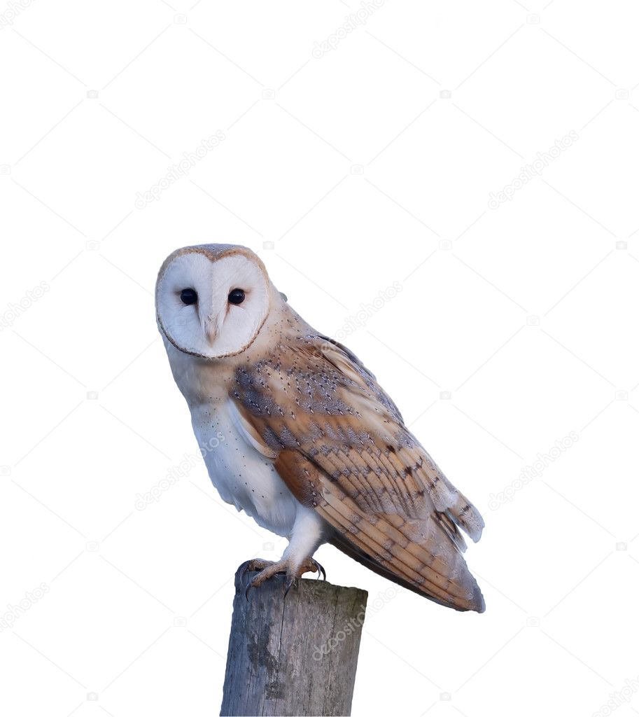 Barn owl, Tyto alba       