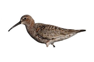 Kızıl kum kuşu, calidris ferruginea 