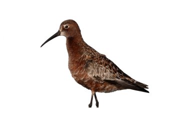 Kızıl kum kuşu, calidris ferruginea 